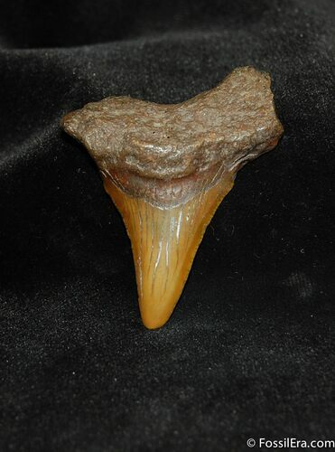 Small Megalodon Shark Tooth #563
